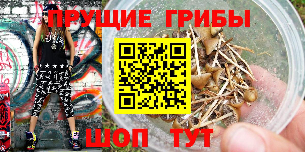 Псилоцибиновые грибы Psilocybe  Вход с VPN  Тара  Галлюциногенные грибы GOLDEN TEACHER 
